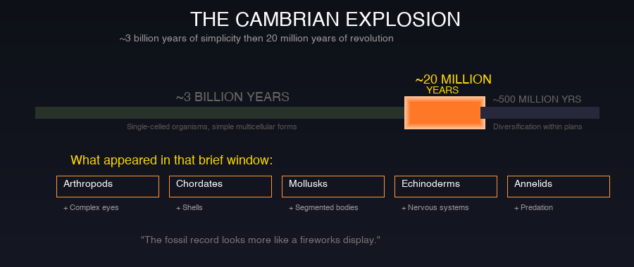 Cambrian Explosion timeline showing 3 billion years of simple life then 20 million years of explosive diversification into all major animal body plans
